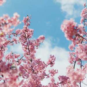 鞠婧祎有肛门吗
